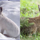 Illustration for article titled How (and why) animals change color with the seasons
